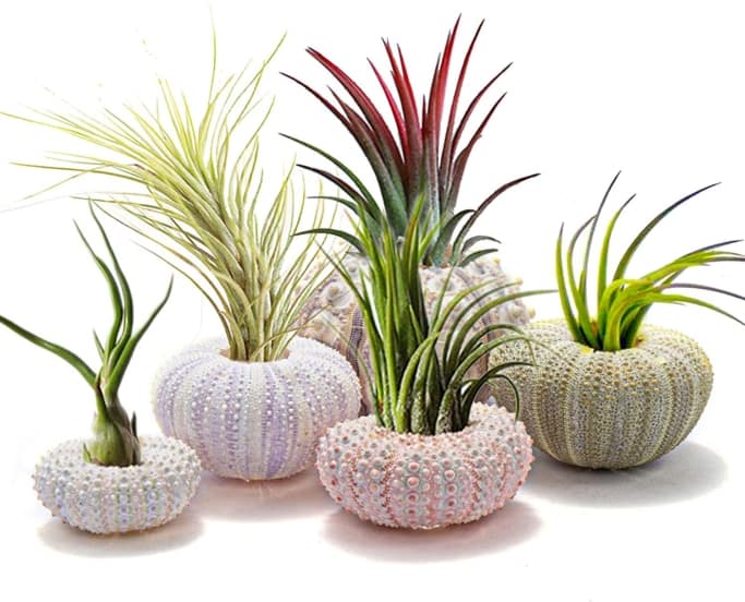 Shell plants